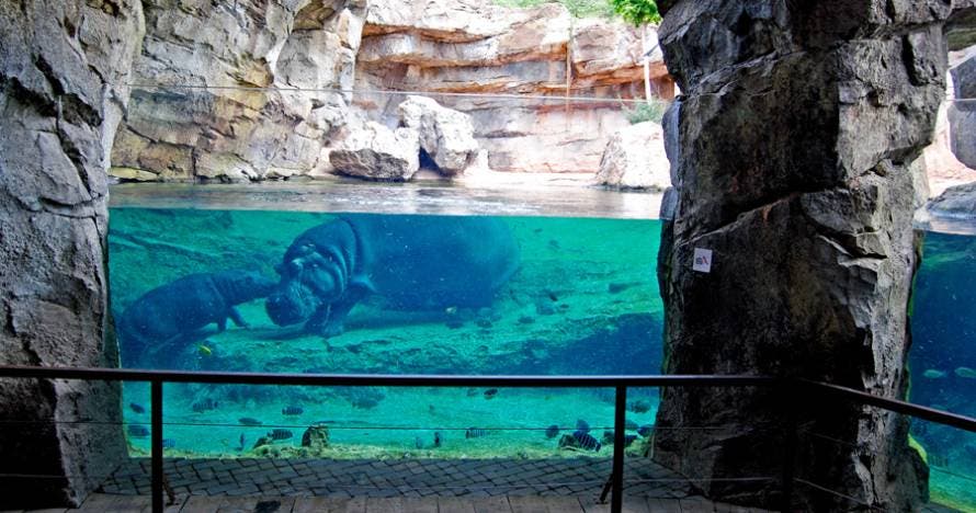 Bioparc Valencia