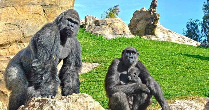 Bioparc Valencia