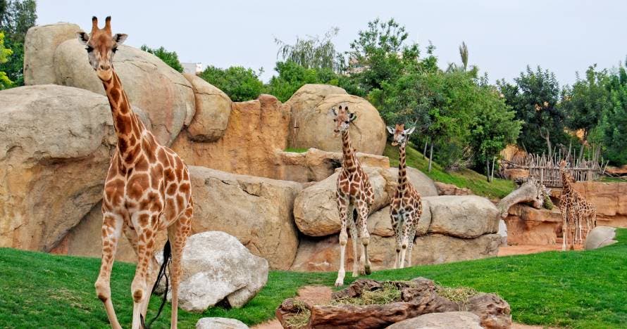 Bioparc Valencia