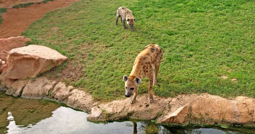 Bioparc Valencia