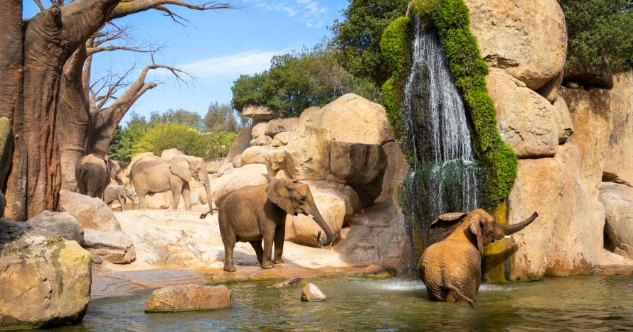 Bioparc Valencia