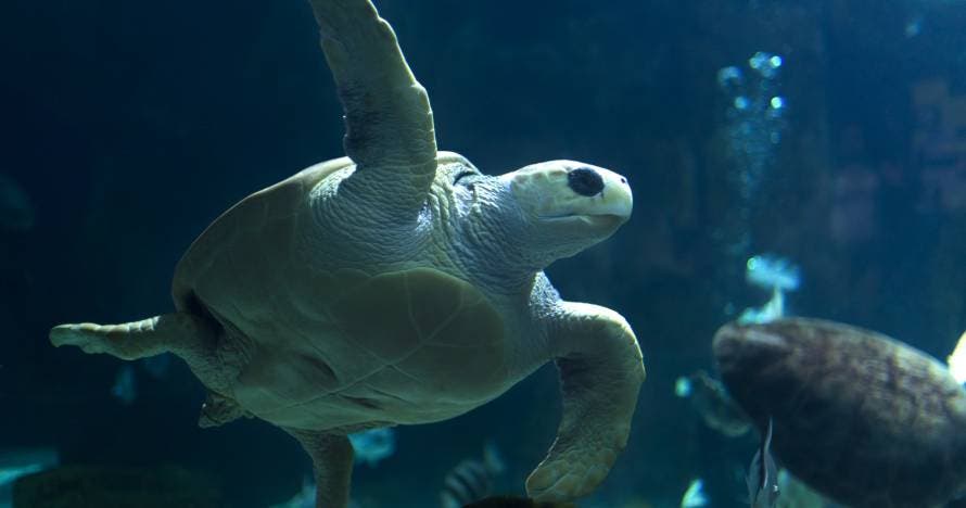 Acuario de Gijón