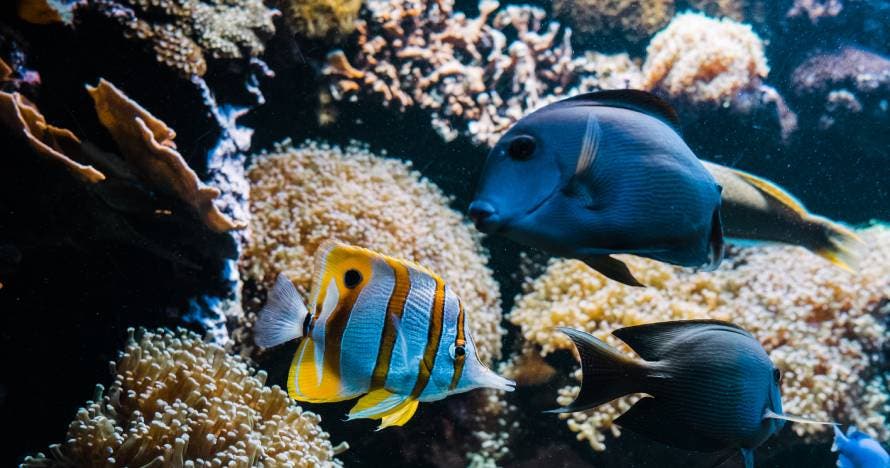 Acuario de Gijón