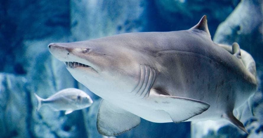 Acuario de Gijón