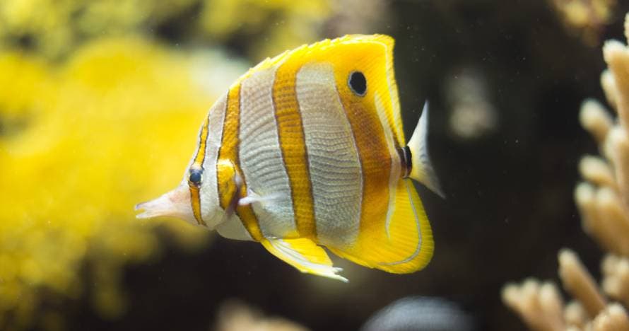 Acuario de Gijón