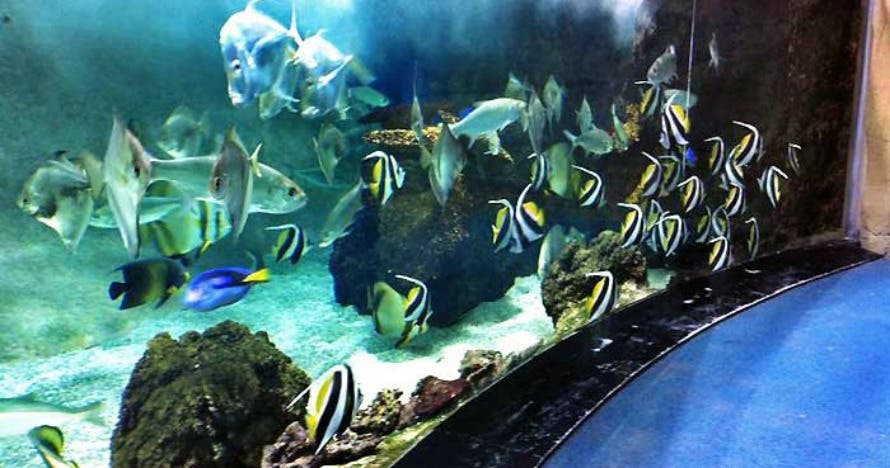Acuario de Gijón
