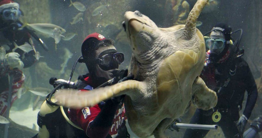 Acuario de Gijón