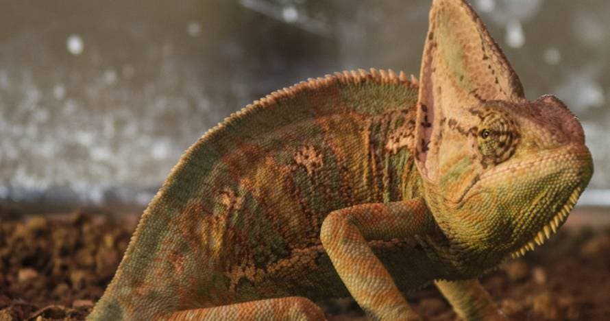 Crocodrile Park