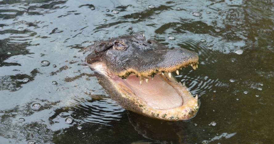 Crocodrile Park