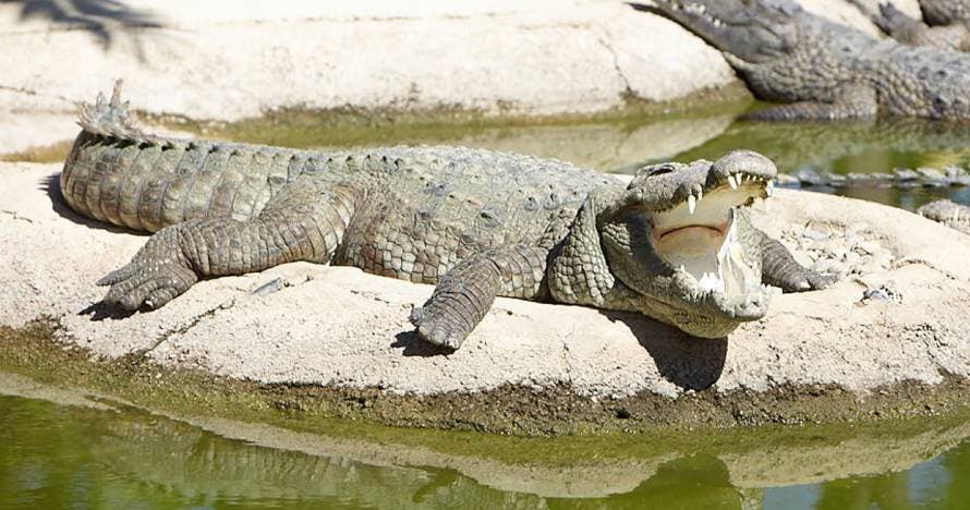 Crocodrile Park
