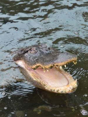 Crocodrile Park