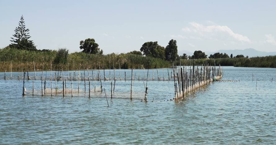 Paseo en barca por la Albufera