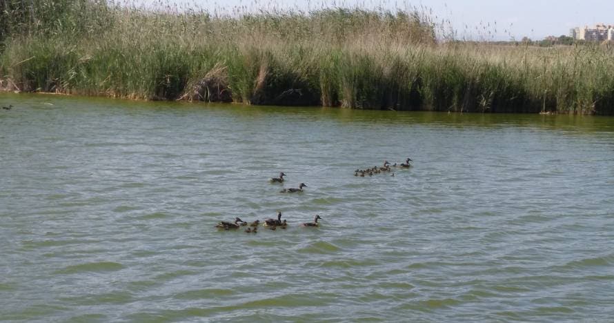 Paseo en barca por la Albufera
