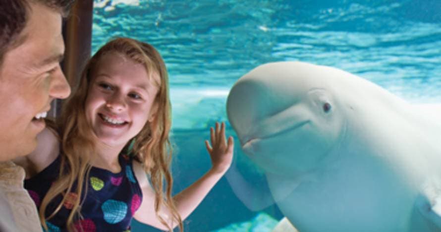 SeaWorld San Antonio con fecha abierta