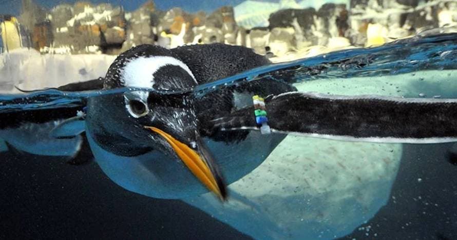 SeaWorld San Diego con fecha abierta