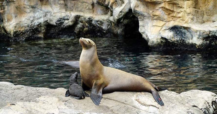SeaWorld® Parks con fecha abierta