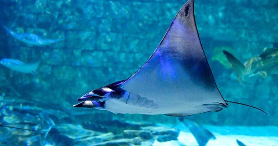 SeaWorld® Parks con fecha abierta