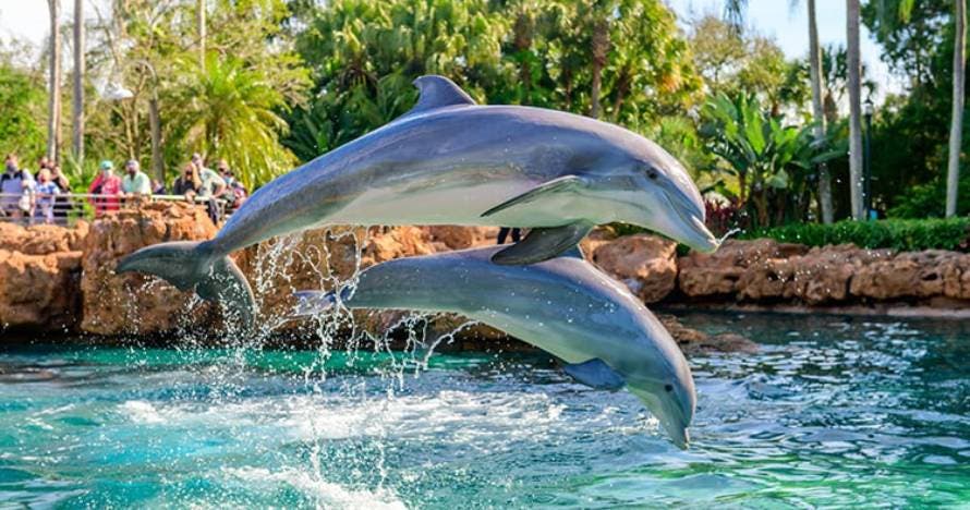 SeaWorld® Parks con fecha abierta