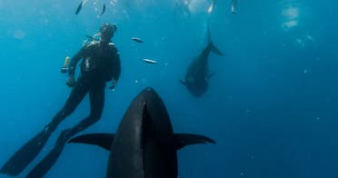 Tuna Tour: nada entre atunes rojos gigantes en L'Ametlla de Mar foto 6
