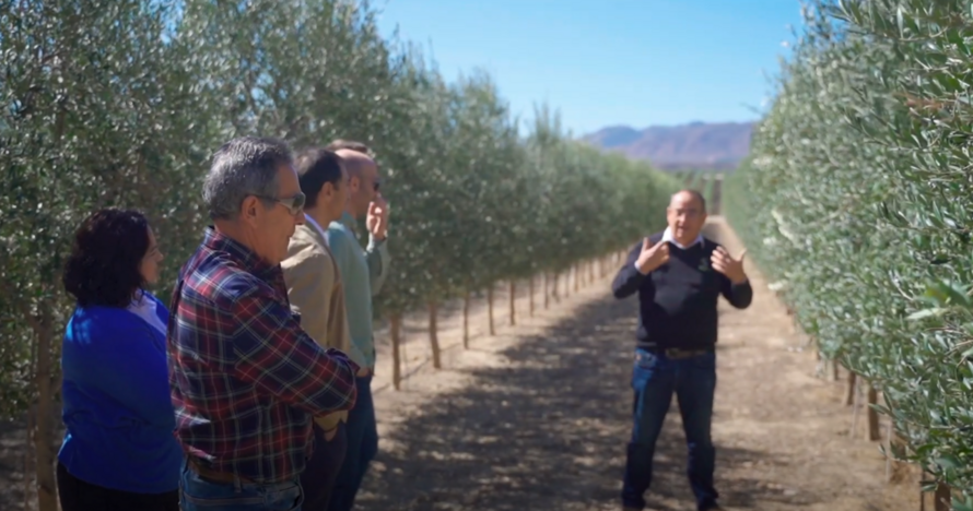 Visita guiada, degustación de AOVE, Geoda Gigante y mucho más