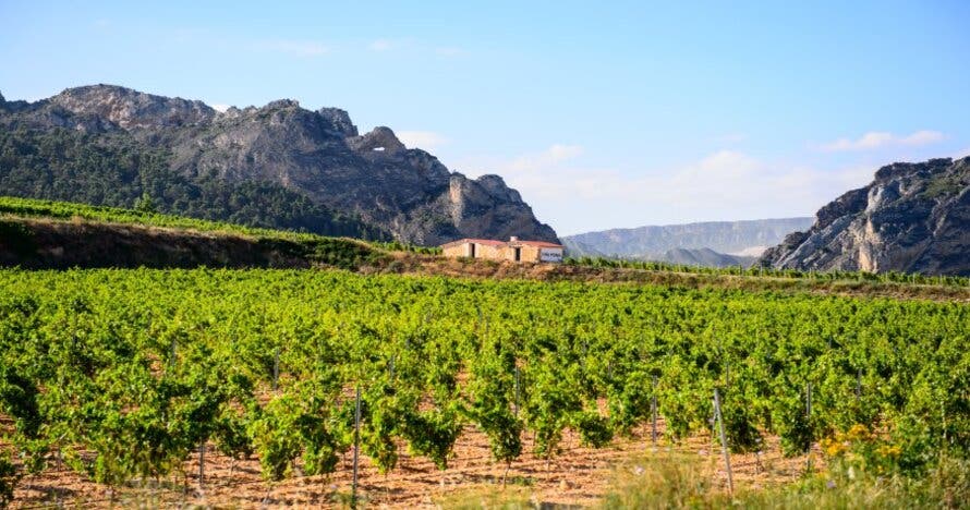 Bodegas Bilbainas - Menú Viña Pomal