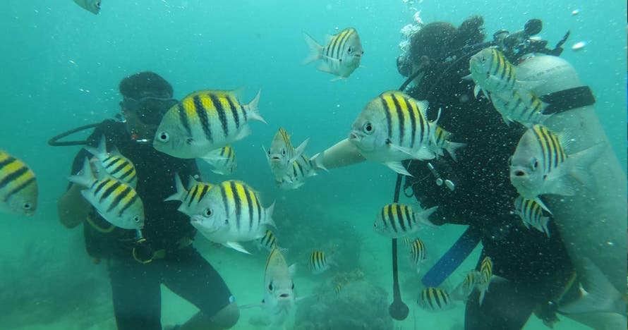 Snorkeling de arrecifes y pasadía en Playa Tranquila, Barú