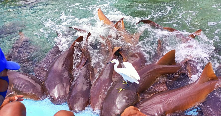 Un día de aventura explorando Barú, Islas y Oceanario