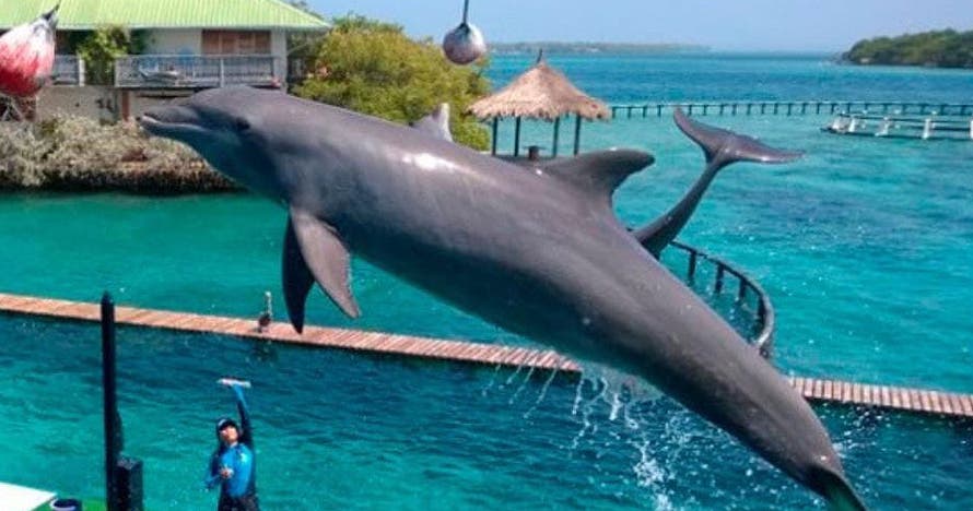 Un día de aventura explorando Barú, Islas y Oceanario