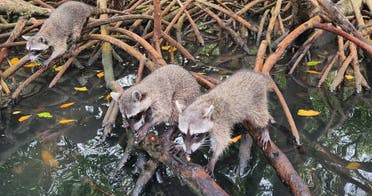 Ruta de Mapaches y Da en Bar Playa Tranquila