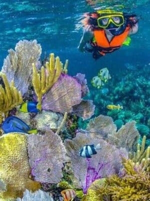 Excursin a Bar: conoce Freedom Beach, tour de manglares y snorkel