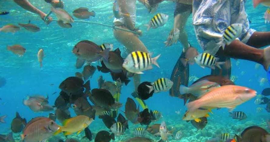 Día de aventura: buceo en Islas del Rosario, Barú