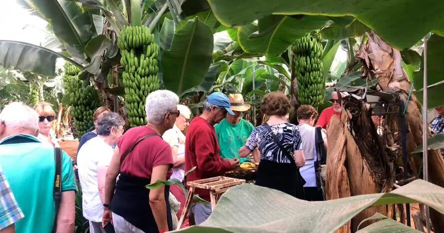 Del plátano al vino: excursión culinaria en el sur de la isla