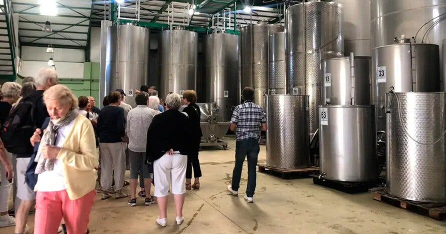 Del plátano al vino: excursión culinaria en el sur de la isla