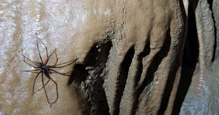 Espeleología Sima Joan Cabeza