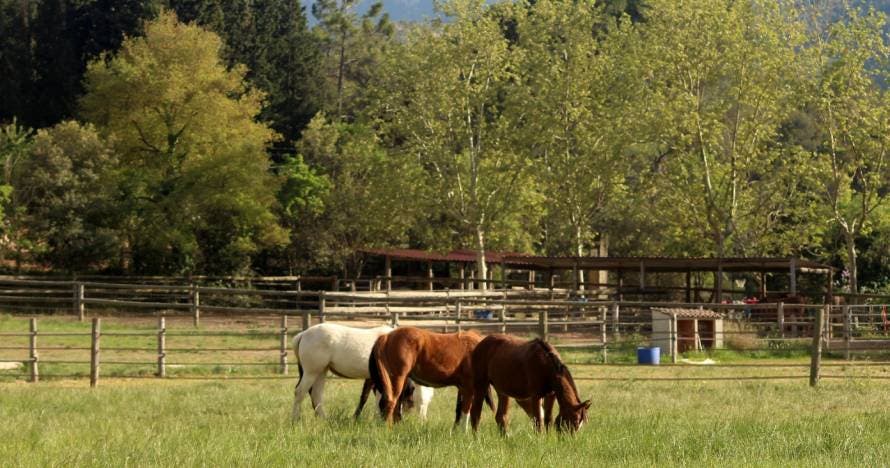 Ruta a caballo por el Parque Natural de Montserrat y visita al rancho