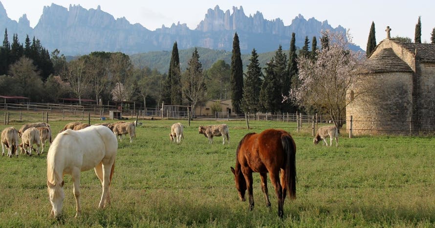 Ruta a caballo por el Parque Natural de Montserrat y visita al rancho