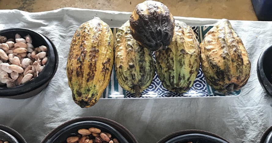Tour del café, cacao y cascadas en Minca