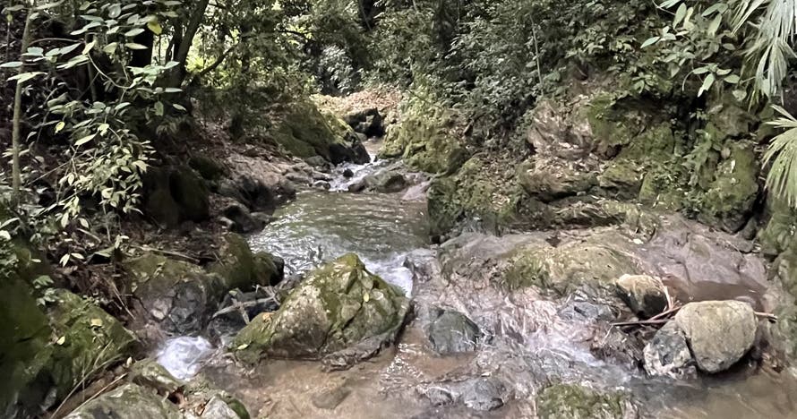 Tour del café, cacao y cascadas en Minca