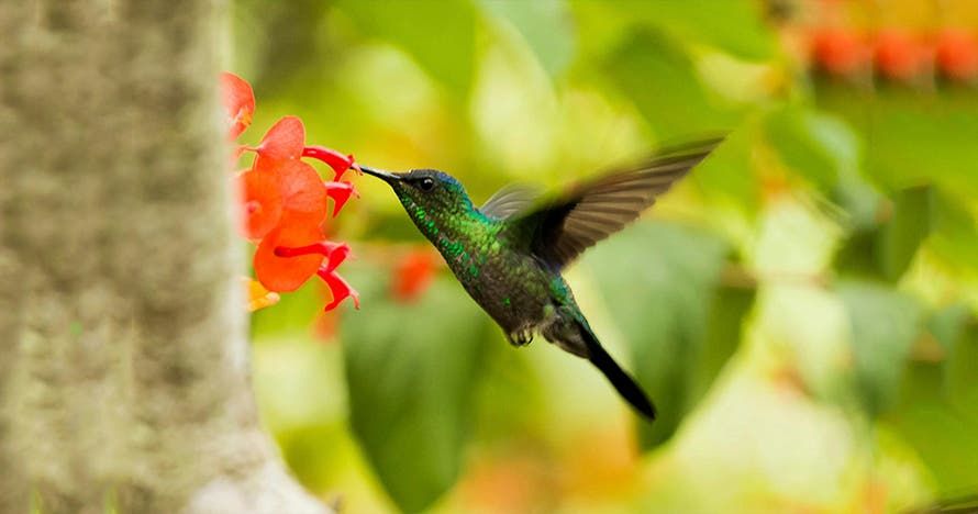 Observación de colibríes en Cali