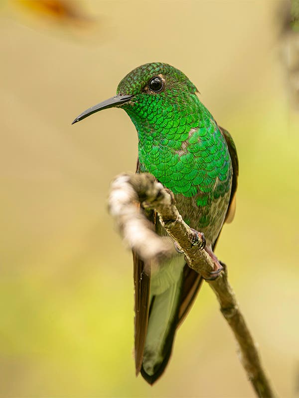 Observación de colibríes en Cali