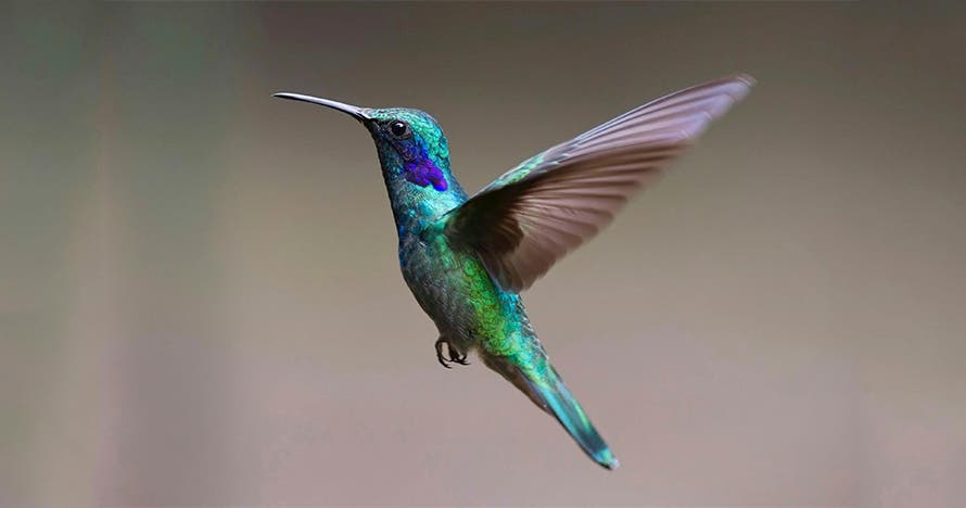 Observación de colibríes en Cali