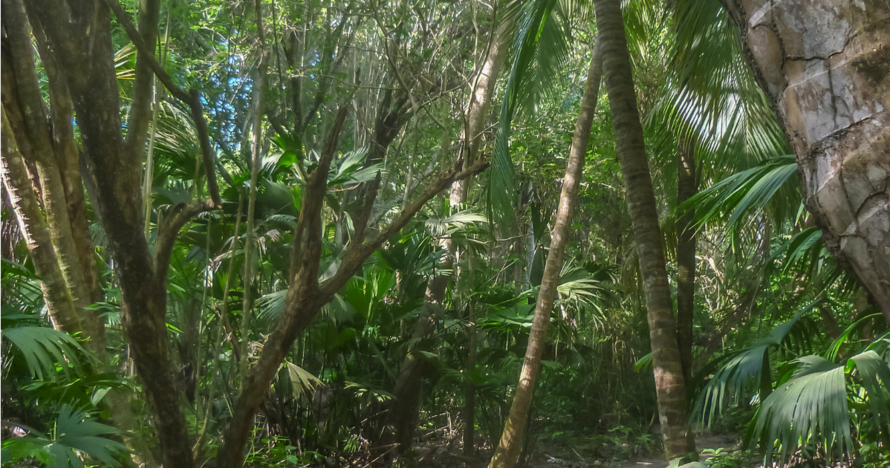 Trekking Parque Tayrona