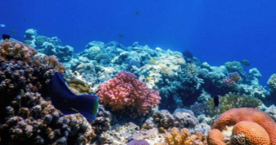 Snorkeling con traslado round-trip