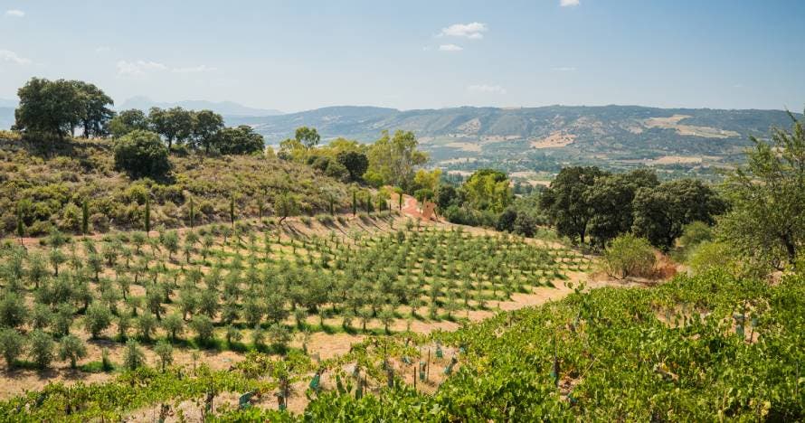 Ronda y cata de aceite: excursión en grupos pequeños desde Málaga
