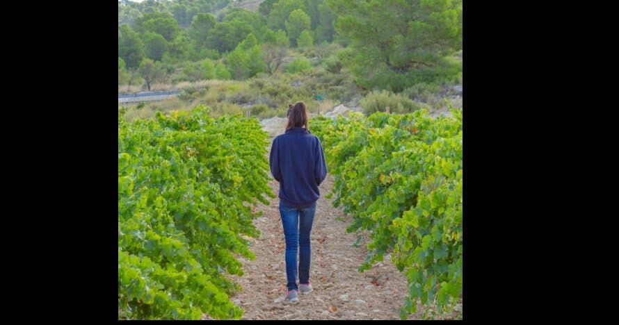 Experiencia Volver. Del viñedo a la copa, visita + cata