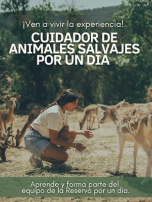 Fundacin Reserva Wild Forest - Cuidador/a por un da