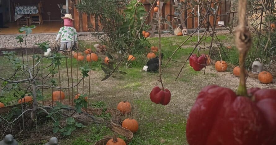 ¡Pumpkin Experience.  Aventura Familiar Mágica en la Naturaleza!