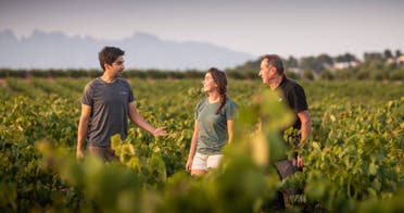 Visita al viedo y la bodega con cata
