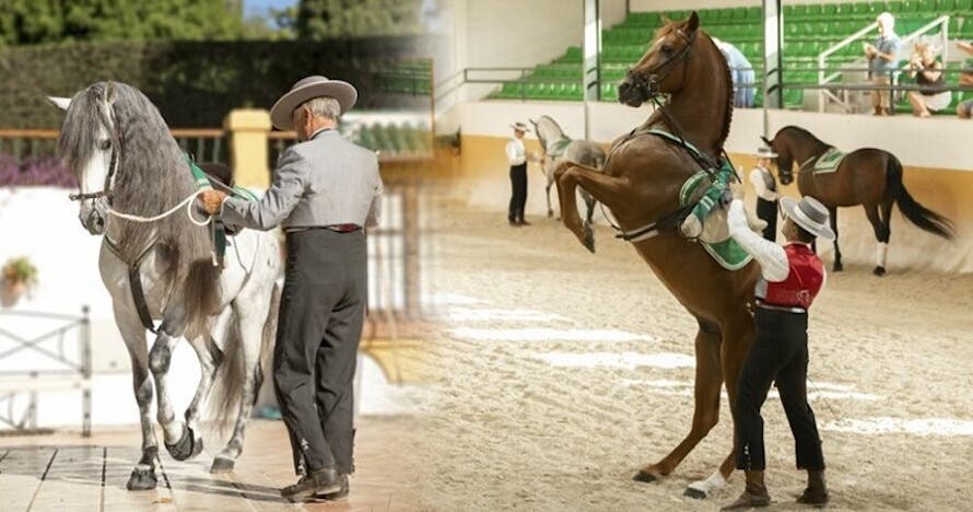Ritmo a Caballo - Espectáculo ecuestre y flamenco en Málaga