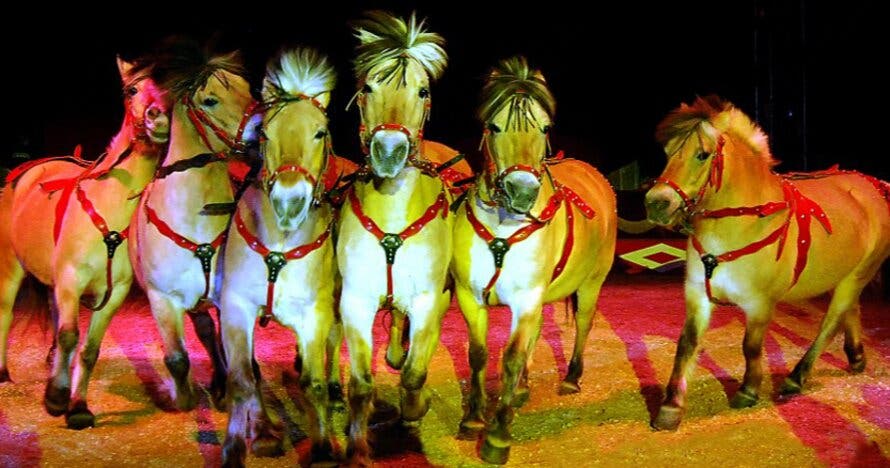 Circ de Nadal 2025 presenta Zoorprendente el circo de los animales
